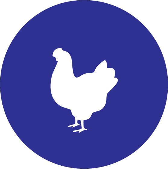 Chicken Bulk