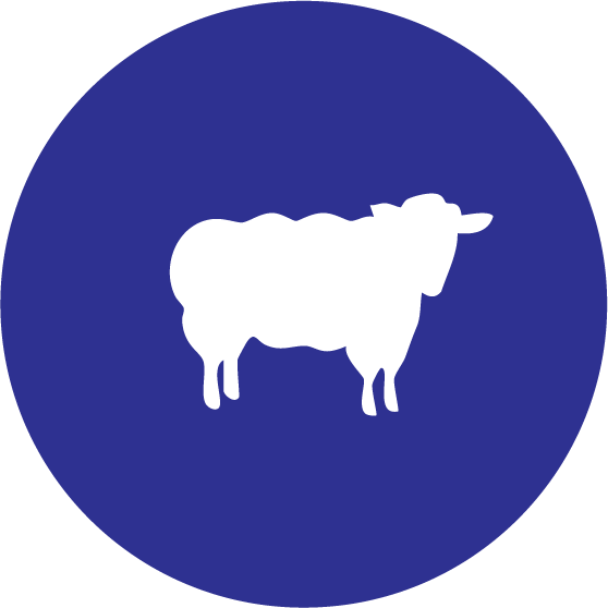 Lamb