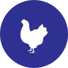 Chicken Bulk