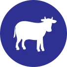 Veal